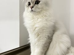 -宠颐生宠物医院外科·内科·皮肤科·影像科(石龙店)