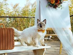 -超宠爱宠物摄影-Super pet