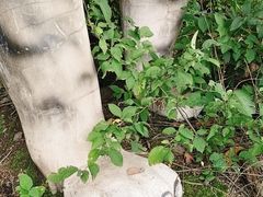 -松花湖风景名胜区
