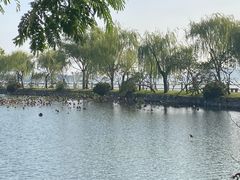 -无锡蠡湖国家湿地公园-蠡园