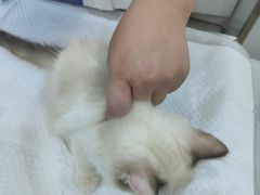 -佳雯宠物医院(金华南路分院)