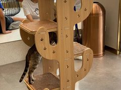 -飞行喵MR PILOT|猫舍·猫咖(静安大融城店)
