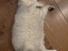 -佳雯宠物医院·皮肤科·内外科(春晓路分院)