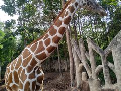 -清迈夜间动物园