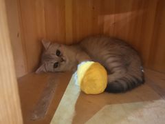-Heymao猫咖.咖啡厅(东门店)