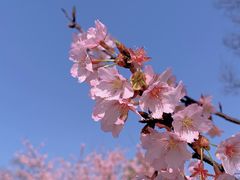 -顾村公园