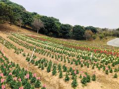 -松山湖梦幻百花洲