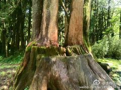 -阿里山神木遗迹