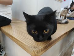 -李小姐の猫咖啡馆(五角场店)