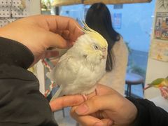 -吉丁鸟咖·异宠·寄养