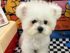 -Pets First伊珊娜洗护·精致美容·家庭式寄养(新会路店)