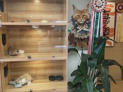 -猫十亿·布偶金渐层·曼基康矮脚猫舍(青年路店)