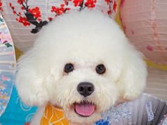 -超宠爱宠物摄影-Super pet