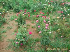 -羊亭河湿地公园