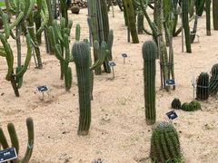 -东莞植物园