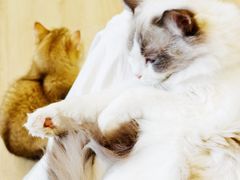 -有喵·猫咖·狗咖·40+猫狗有小奶狗(岗厦店)