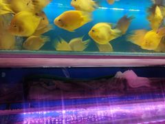 -花鸟鱼虫鲜花绿植市场(玉泉路店)