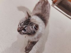 -藏猫猫咖啡主题馆(中央大道店)