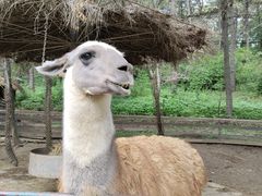 -沈阳森林动物园