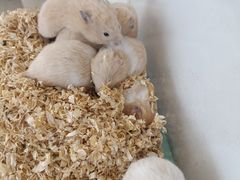 -怪兽屋·羊驼·猫咖·狗咖(俊华广场店)