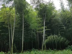 -西湖风景区十里琅珰-五云山