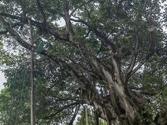 -云南勐巴娜西珍奇园