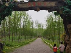 -合肥滨湖国家森林公园