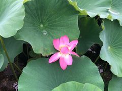 -荷塘月色湿地公园·向阳花洲