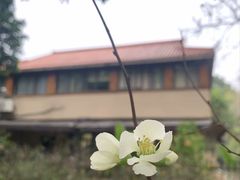 -金花茶公园