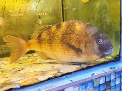 -巽寮印象美食部落餐厅·海鲜·地方特色菜(惠州体验店)