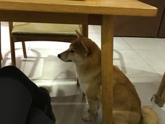 -柴务处·柴犬主题狗咖