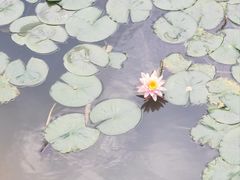 -东莞植物园
