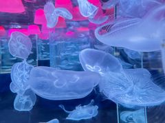 -欢乐海岸海洋奇梦馆