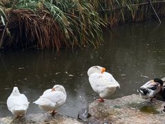 -日出青木