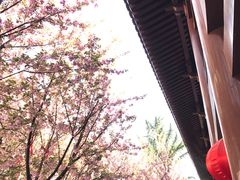 -西安青龙寺遗址景区