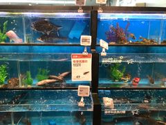 水产区-盒马鲜生(宝地店)