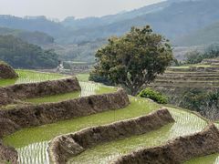 -牙胡梯田景区