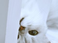 -李小姐の猫咖啡馆(五角场店)
