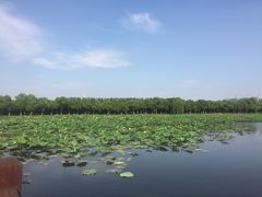 -荷塘月色湿地公园·向阳花洲