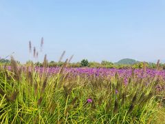 -北京东方普罗旺斯薰衣草庄园