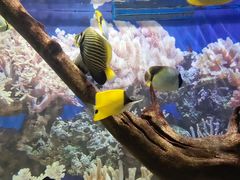 -烟台海昌鲸鲨海洋公园
