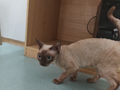 -瑞派·关忠动物医院·猫专科·犬专科(三环新城店)