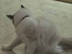 -鸿漾科技·手机维修·回收换新(上海旗舰店)