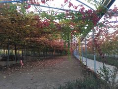 -白鹿原葡萄主题公园