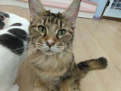 -1013 PET SHOP 宠物商店(近铁城市广场店)