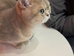 -Let's go狗咖·猫咖·奶狗·桌游(春熙路IFS店)
