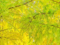 -三里屯东五街银杏大道