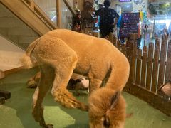 -藦茜花园宠物主题亲子互动体验馆(国顺东路店)