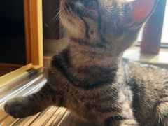 -美联众合动物医院(·中兽医·疑难杂症·严家桥分院)