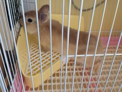 -宠物兔专门店(天丰利市场店)